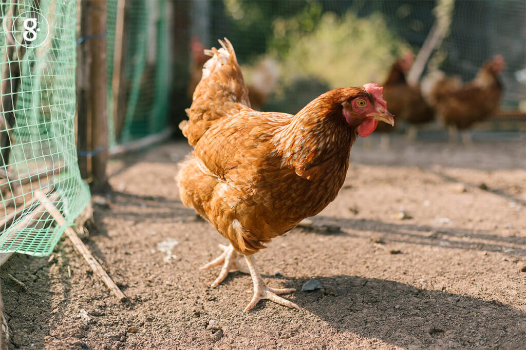 ความเชื่อ ไก่