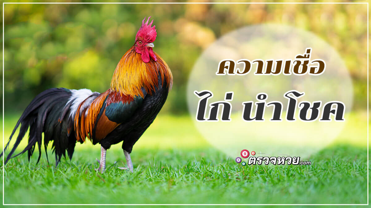 ความเชื่อ ไก่ นำโชค จิกให้เลขแม่นจริงมั้ย