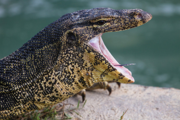 varanus-on-green-grass