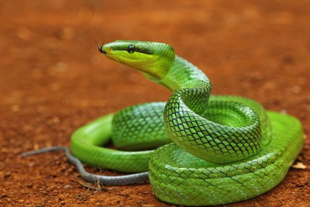 green snake