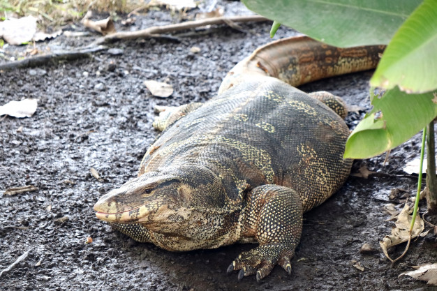 varanus-timorensis-is-lying-on-the-ground