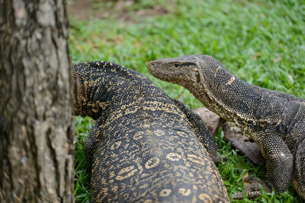 two-water-monitor-lizards-walking-around-the-grass-together