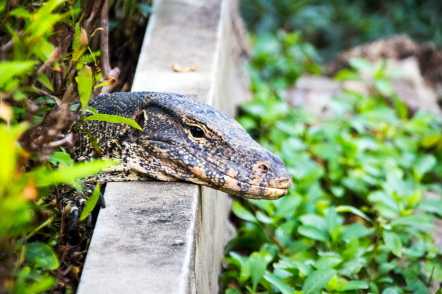 Varanus-salvator-on-natural-field