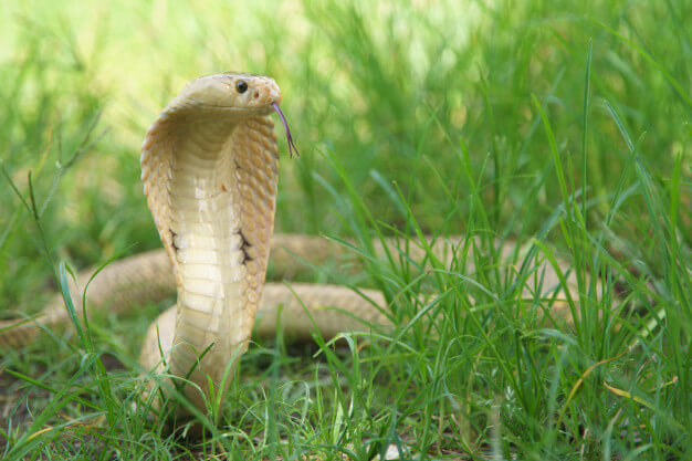 king cobra snake